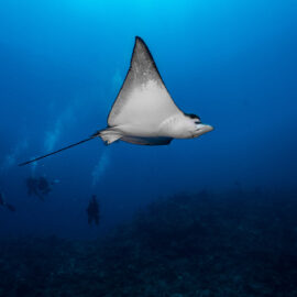 Eagle-Ray Eagle-Ray