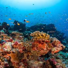 Wide-angle-Reef-Shot Wide-angle-Reef-Shot